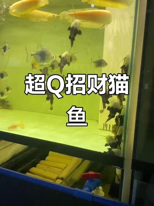 給我一些招財(cái)貓魚(yú)的圖片，招財(cái)貓魚(yú)的圖片
