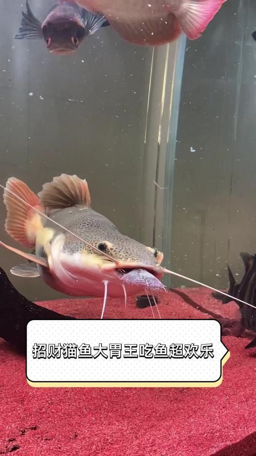 給我一些招財(cái)貓魚(yú)的圖片，招財(cái)貓魚(yú)的圖片