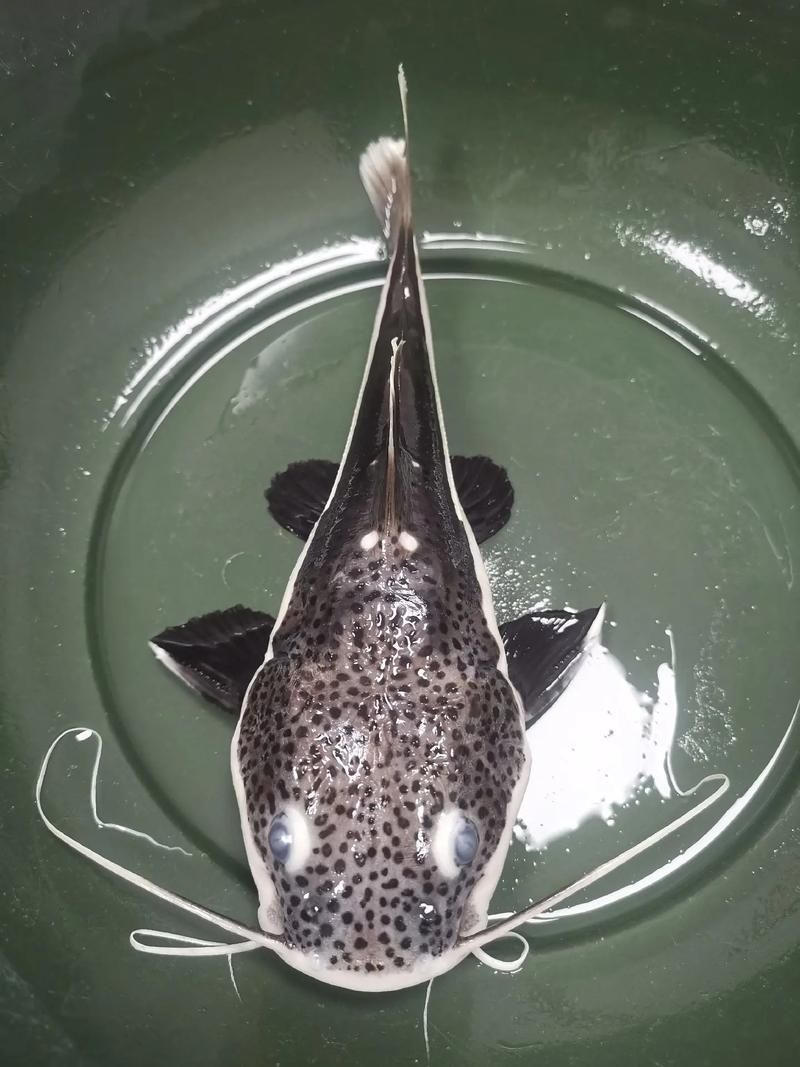 給我一些招財(cái)貓魚(yú)的圖片，招財(cái)貓魚(yú)的圖片