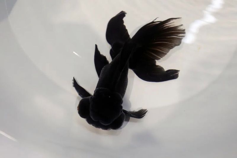 如何判斷金龍魚是否需要升溫，北京冬季金龍魚低溫狀態與低溫狀態對比圖