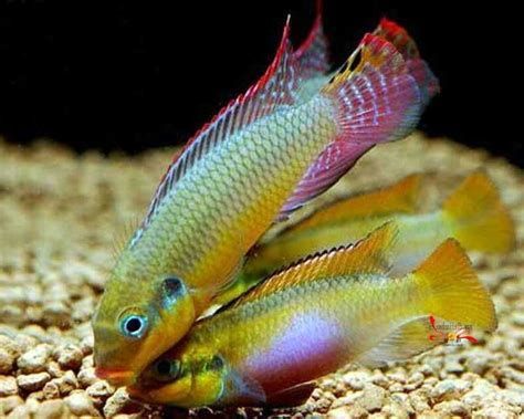 翡翠鳳凰魚，翡翠鳳凰魚，