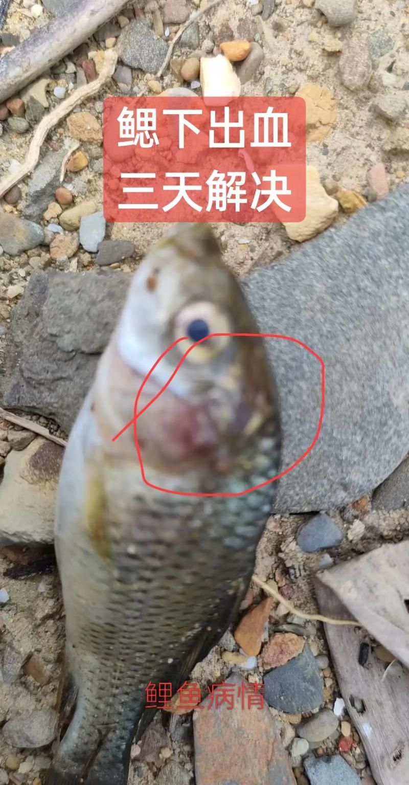如何預(yù)防魚塘魚出現(xiàn)紅血點，如何預(yù)防魚塘魚出現(xiàn)紅血點（如草魚、鯉魚、鯉魚、鯉魚、草魚）
