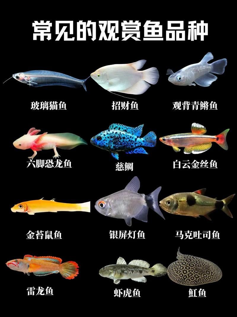 給我一些觀賞魚的圖片，新手養魚清單