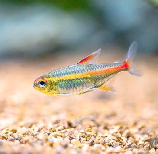給我一些觀賞魚的圖片，新手養魚清單