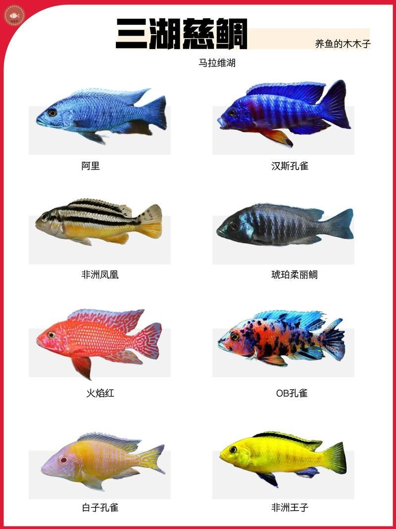 給我一些觀賞魚的圖片，新手養魚清單
