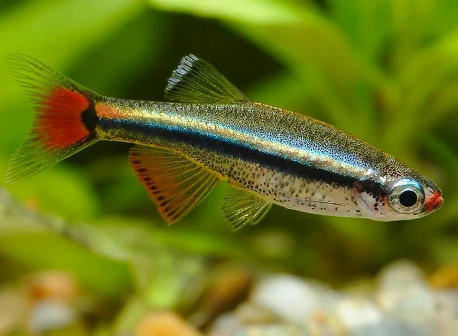 給我一些觀賞魚的圖片，新手養魚清單