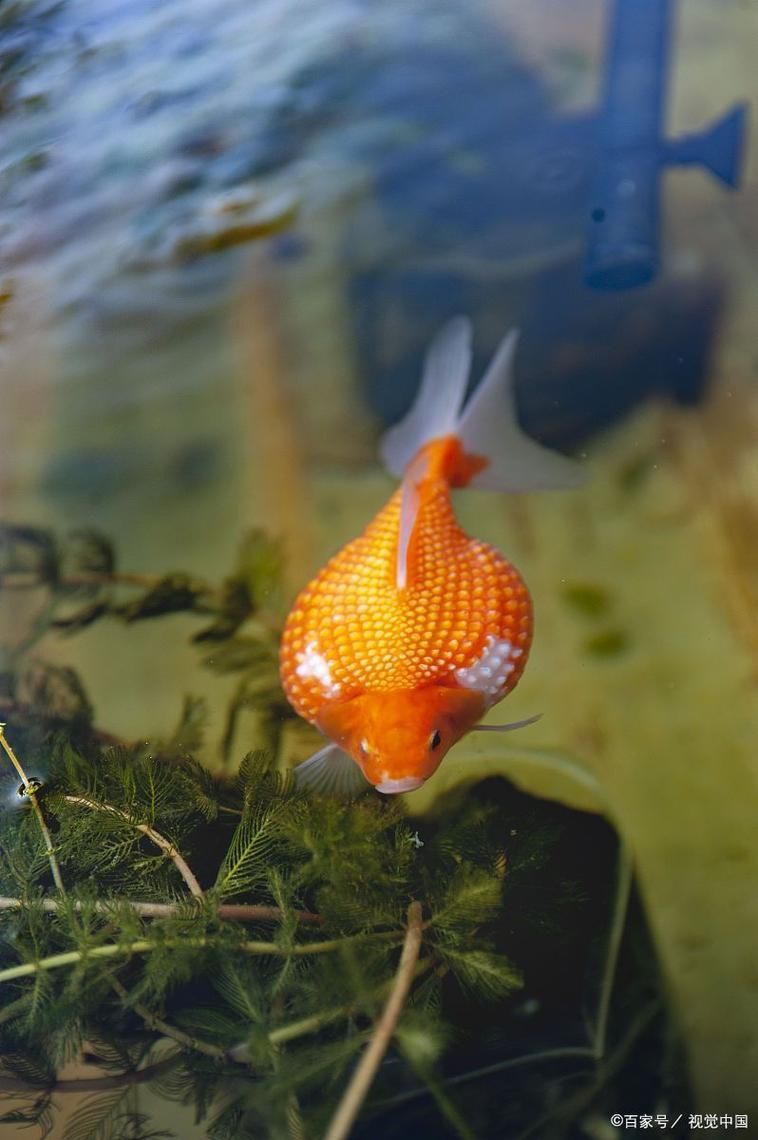 如何預防金魚身上潰爛