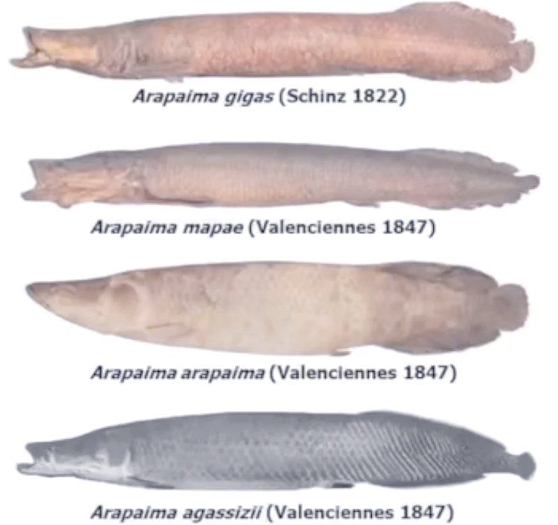 巨骨舌魚(yú)有哪些品種，巨骨舌魚(yú)屬（arapaima）物種至少有五種
