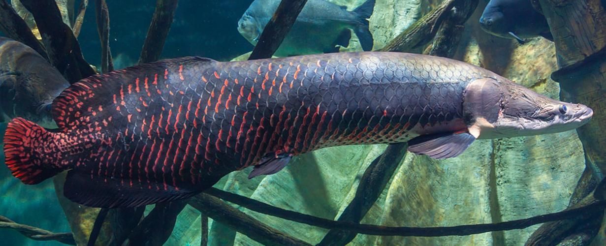 巨骨舌魚(yú)有哪些品種，巨骨舌魚(yú)屬（arapaima）物種至少有五種