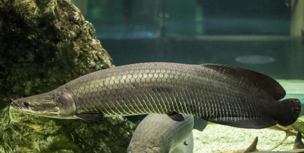 巨骨舌魚(yú)有哪些品種，巨骨舌魚(yú)屬（arapaima）物種至少有五種