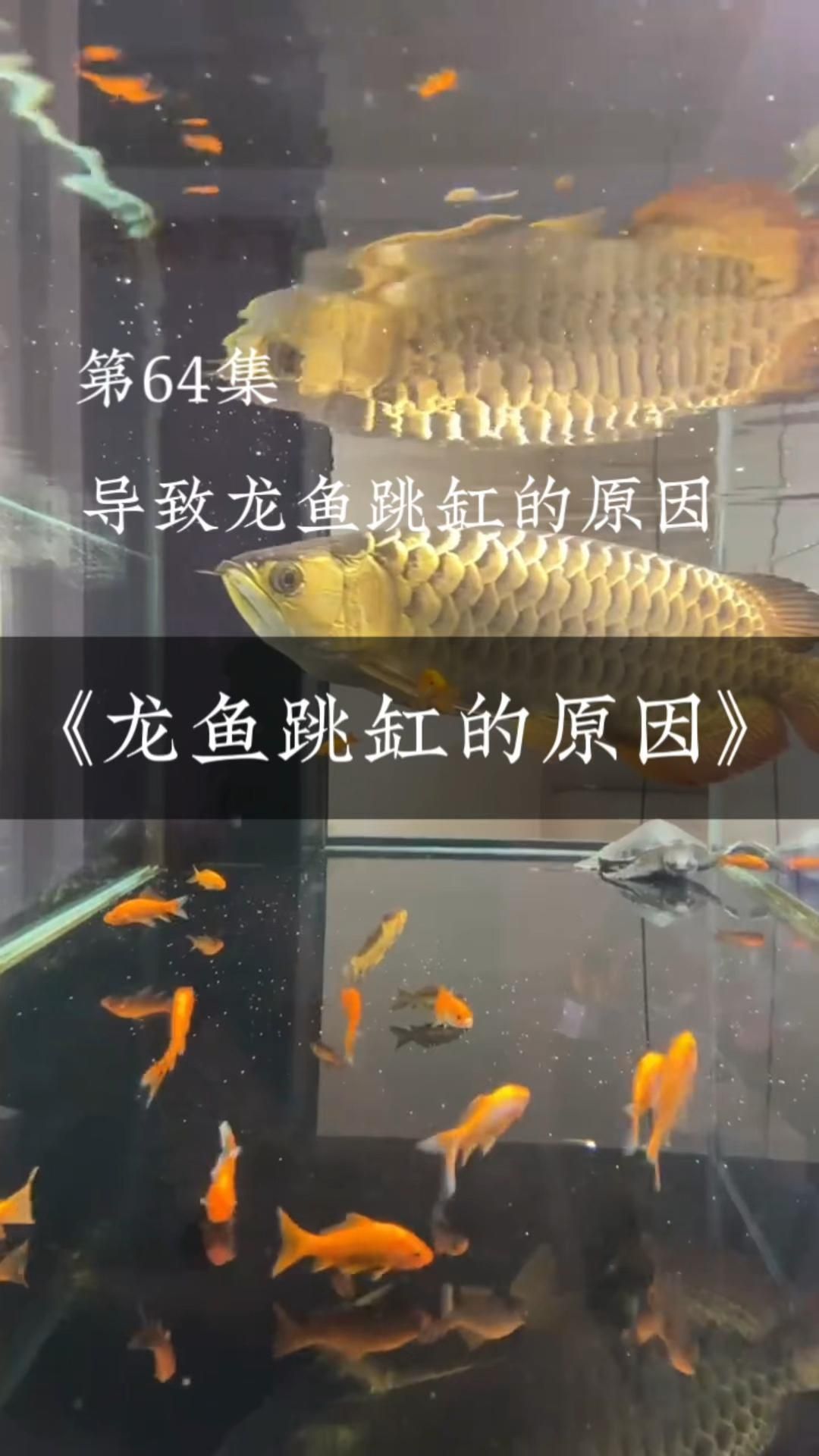 龍魚晚上跳缸是吉兆嗎？