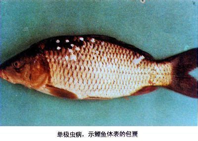 菌腮和蟲鰓圖片區別，菌腮和蟲鰓圖片區別詳解菌腮和蟲鰓圖片區別