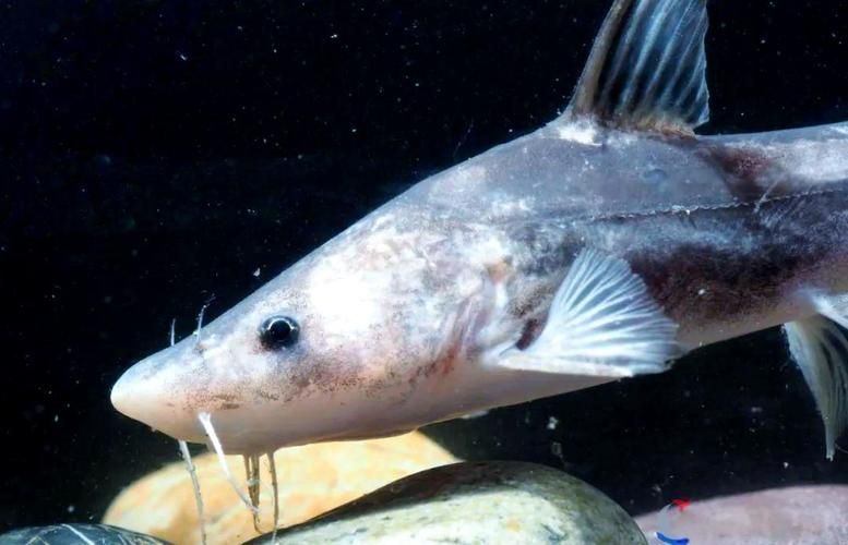 如何區(qū)分龍頭魚和江龍魚