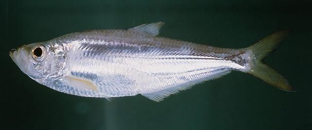 如何區(qū)分龍頭魚和江龍魚