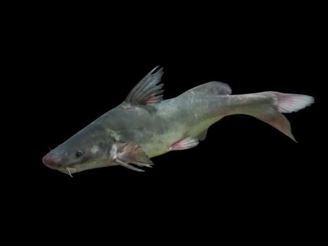 如何區(qū)分龍頭魚和江龍魚