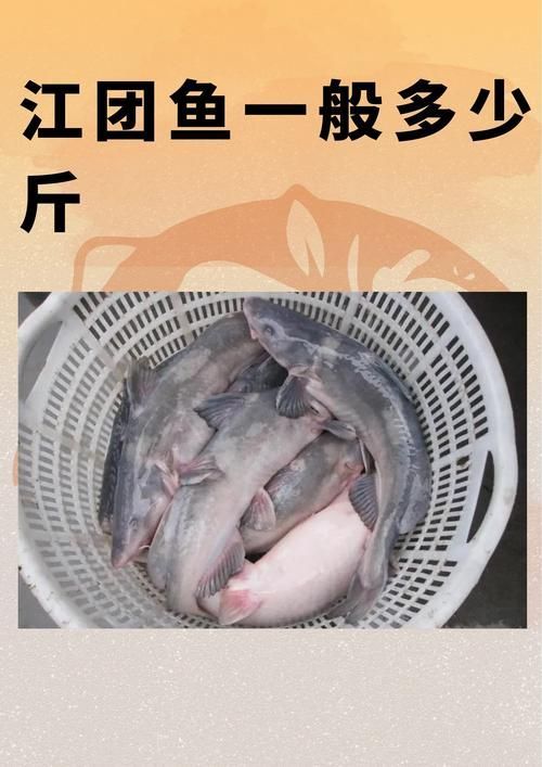 如何區(qū)分龍頭魚和江龍魚