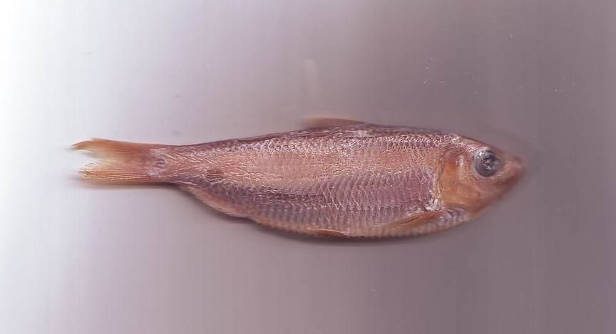 如何區(qū)分龍頭魚和江龍魚