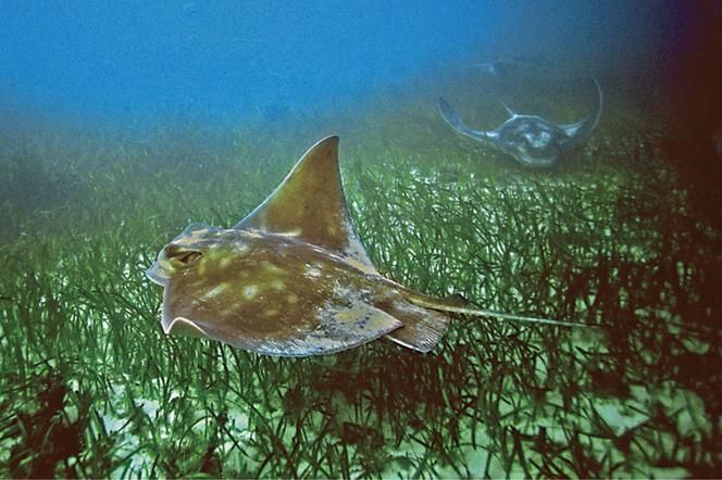 如何區(qū)分龍頭魚和江龍魚