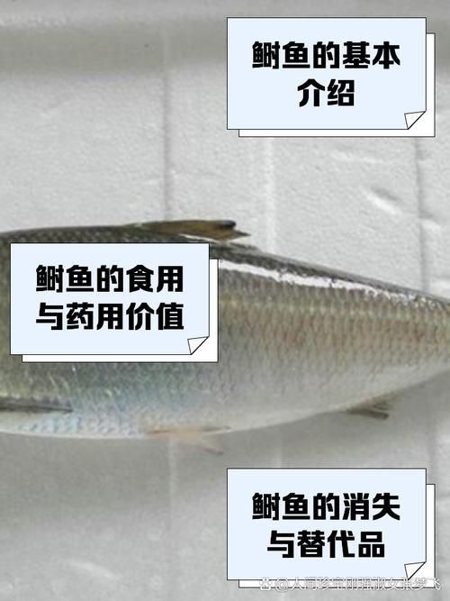 如何區(qū)分龍頭魚和江龍魚