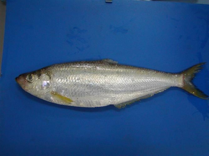 如何區(qū)分龍頭魚和江龍魚