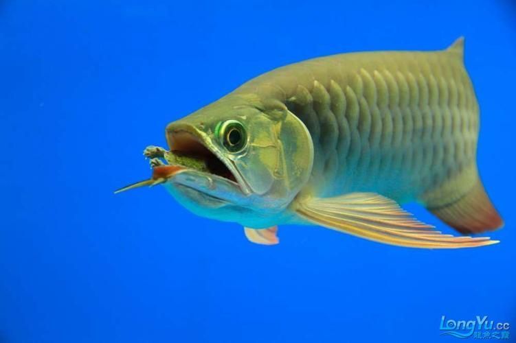 如何判斷龍魚是否適應野生小魚？，如何判斷龍魚與否適應野生小魚？
