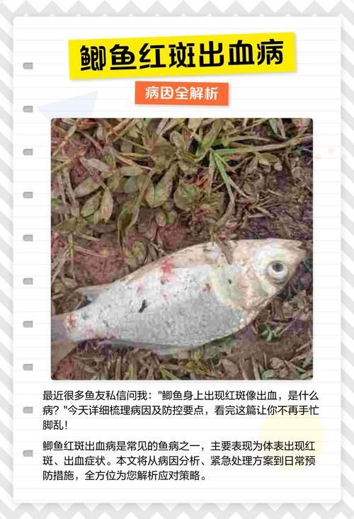 如何判斷魚是否細菌感染，arxiv論文助手arxiv論文助手判斷魚是否細菌感染
