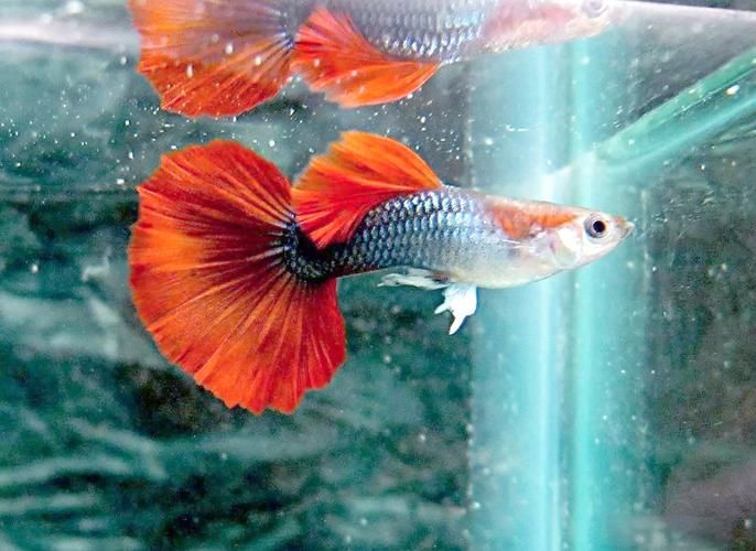 如何判斷一種魚是否好養(yǎng)，如何判斷一種魚是否好養(yǎng)魚種（arxiv論文助手）