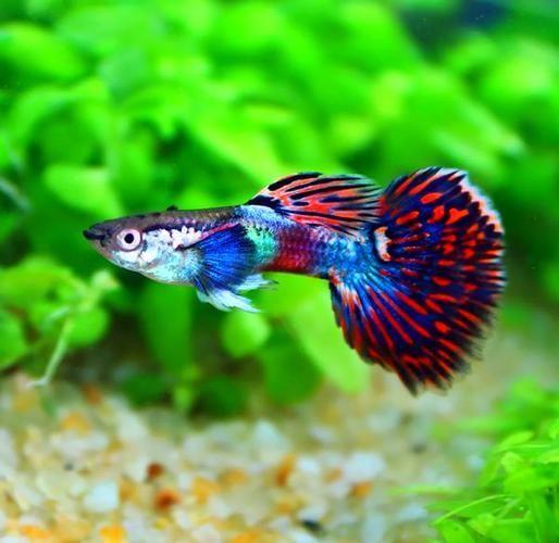 如何判斷一種魚是否好養(yǎng)，如何判斷一種魚是否好養(yǎng)魚種（arxiv論文助手）