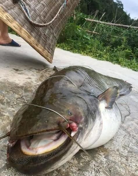 江口龍魚有哪些獨特特征？，江口龍魚的獨特特征