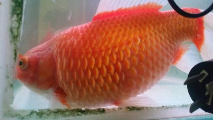 如何預防觀賞魚炸鱗病，arxiv論文助手arxiv論文助手預防觀賞魚炸鱗病