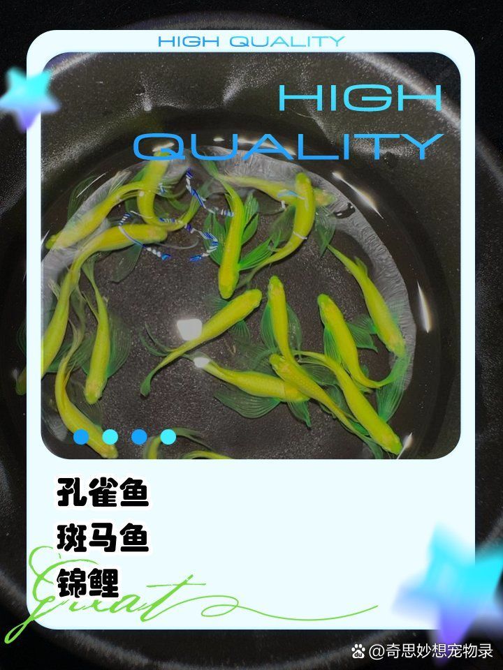 金龍福龍魚的壽命一般有多長？，金龍福龍魚的壽命一般有多長，如何延長金龍福龍魚的壽命