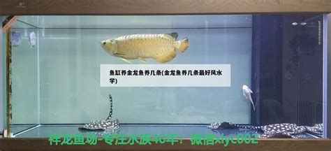 如何預防金龍魚再次抽搐？，如何預防金龍魚再次抽搐，預防金龍魚再次抽搐的發生