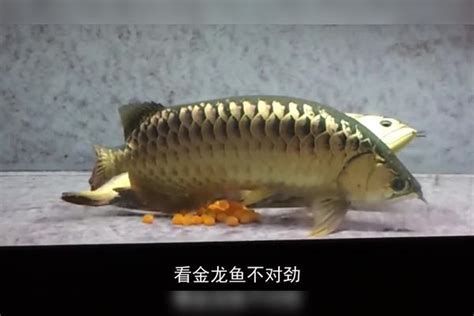 如何預防金龍魚再次抽搐？，如何預防金龍魚再次抽搐，預防金龍魚再次抽搐的發生