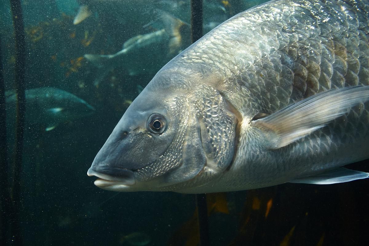 如何區(qū)分江龍魚和龍頭魚？，“江龍魚”和“江龍魚”的區(qū)分江龍魚和龍頭魚的區(qū)別