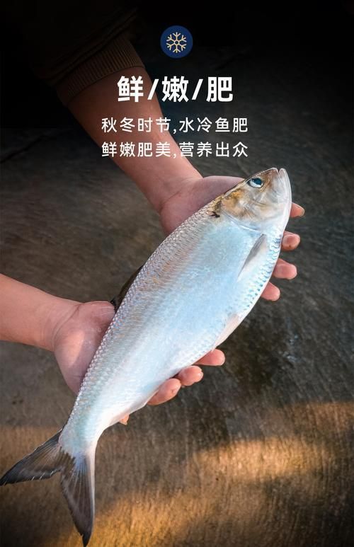 如何區(qū)分江龍魚和龍頭魚？，“江龍魚”和“江龍魚”的區(qū)分江龍魚和龍頭魚的區(qū)別