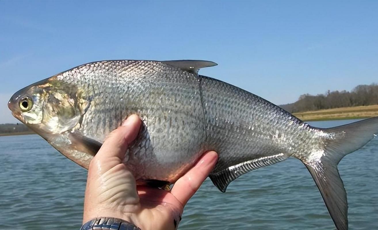 如何區(qū)分江龍魚和龍頭魚？，“江龍魚”和“江龍魚”的區(qū)分江龍魚和龍頭魚的區(qū)別