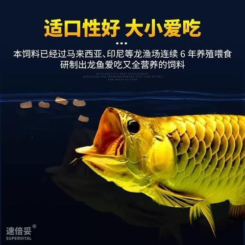 推薦幾款性價比高的紅龍飼料，紅龍飼料**紅龍飼料選擇與喂養