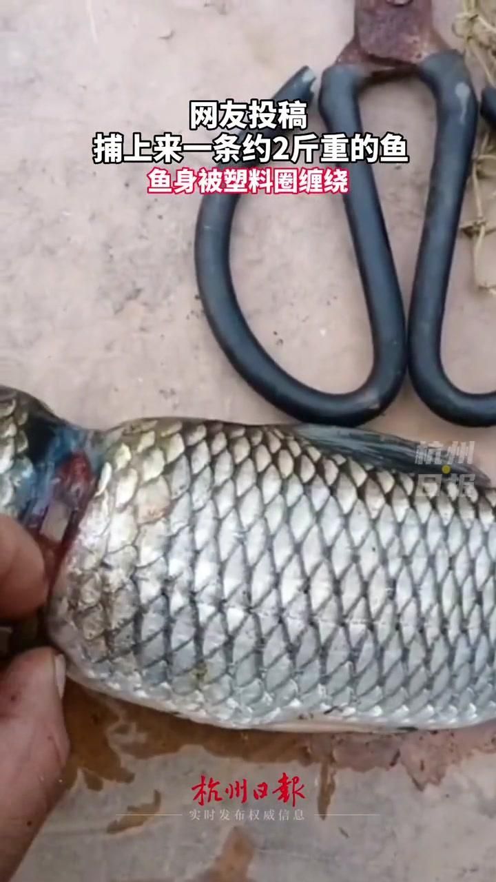 魚替主人擋災后還能恢復嗎，如何判斷魚是否在“擋災”？