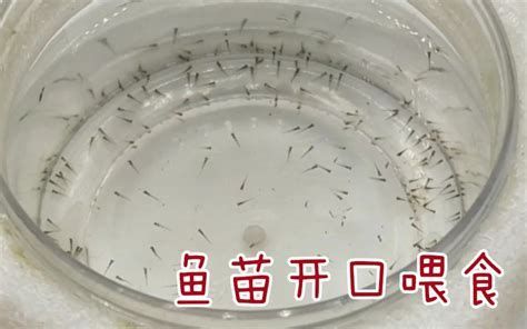 如何判斷金龍魚苗是否需要喂食？，判斷金龍魚苗是否需要喂食，如何判斷金龍魚苗是否需要喂食