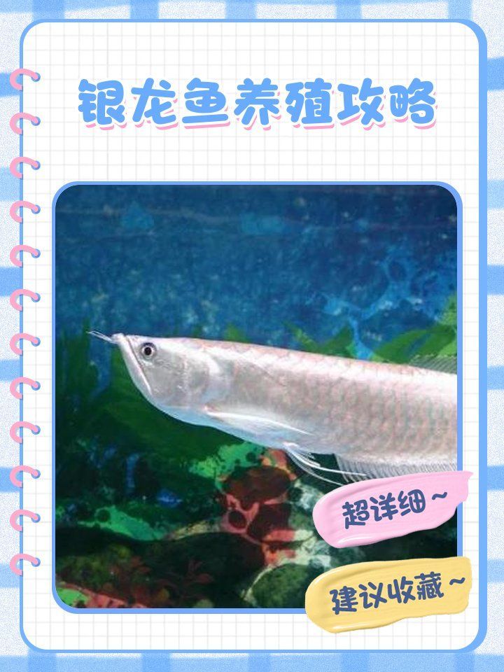 給我推薦幾款適合白化銀龍魚的魚缸，如何為白化銀龍魚選擇合適的魚缸？