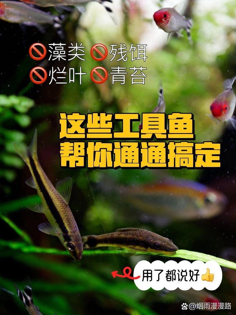 龍魚缸工具魚數量多少合適？，龍魚缸工具魚數量多少合適