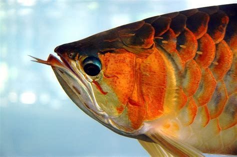 龍魚嘴巴張合時需要注意什么？，龍魚嘴巴張合時需要注意什么，