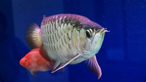 龍魚嘴巴張合時需要注意什么？，龍魚嘴巴張合時需要注意什么，
