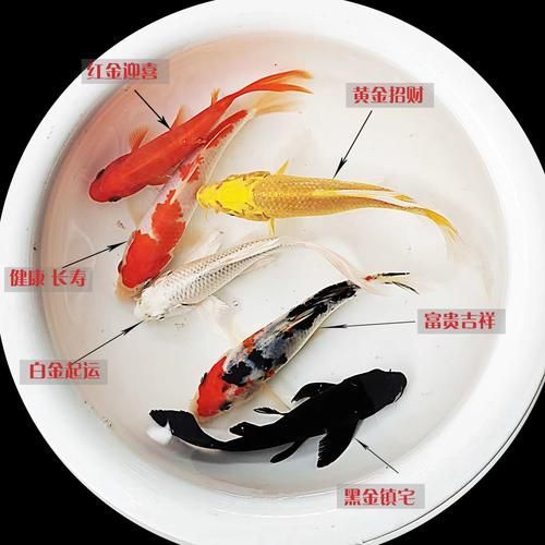 請提供十大風水魚的詳細圖片，十大風水魚中哪種最招財