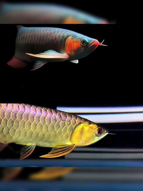 如何提供紅龍魚苗理想生長環境？，如何提供紅龍魚苗理想生長環境