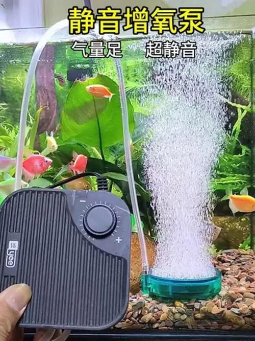 如何改善龍魚缸中的溶氧量？，如何改善龍魚缸中的溶氧量改善龍魚缸中的溶氧量效率