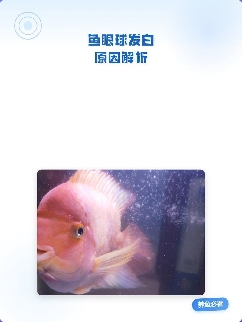 如何預(yù)防魚白眼病復(fù)發(fā)