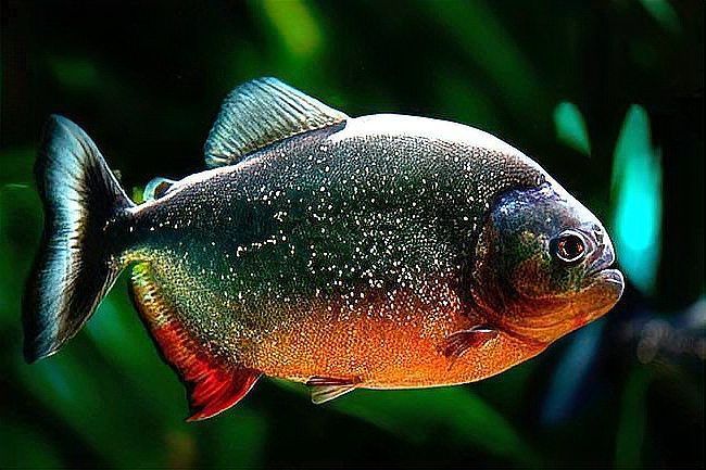 巴西亞魚，“巴西亞魚（arapaimagigas）、arapaimagigas）
