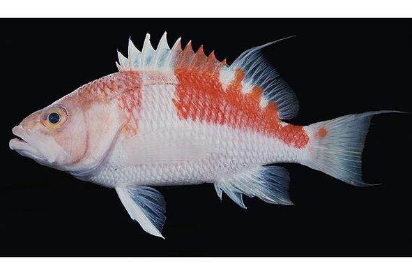 巴西亞魚，“巴西亞魚（arapaimagigas）、arapaimagigas）