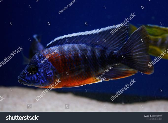 巴西亞魚，“巴西亞魚（arapaimagigas）、arapaimagigas）